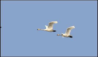 甘肃华亭小天鹅最新爆料,揭秘神秘生物的生存现状与保护措施”